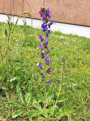 Echium vulgare