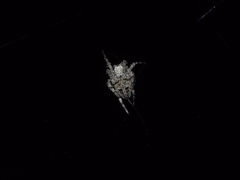 Neoscona nautica