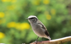 Ochthoeca leucophrys