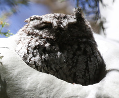 Megascops trichopsis