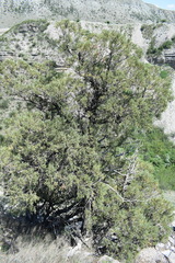Juniperus polycarpos