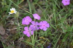 Phlox glabriflora