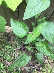 Conoclinium coelestinum