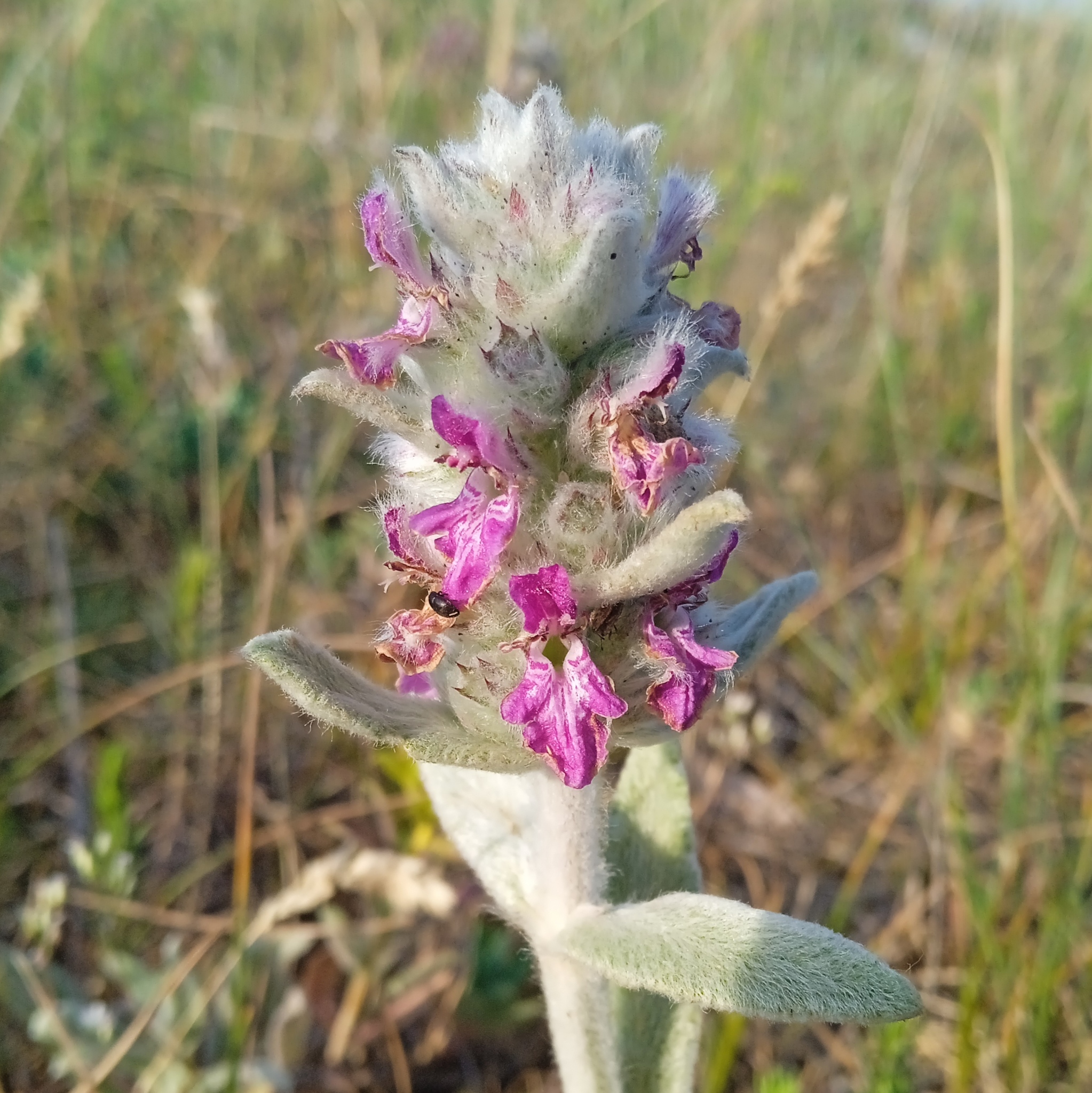 Stachys cretica