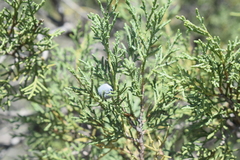 Juniperus polycarpos