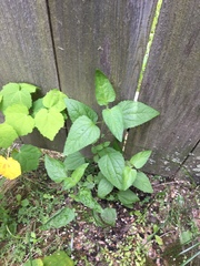 Conoclinium coelestinum