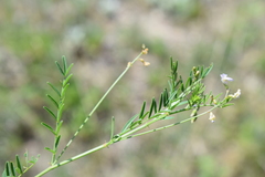Astragalus austriacus