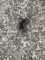 Plecia americana