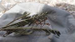 Pseudovates arizonae