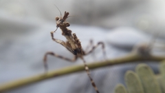 Pseudovates arizonae