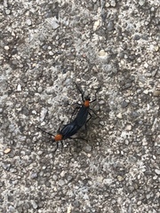 Plecia americana