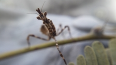 Pseudovates arizonae