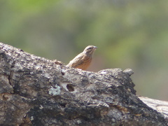 Emberiza tahapisi
