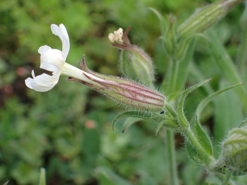 Silene aprentesi di notte