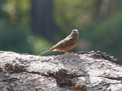 Emberiza tahapisi