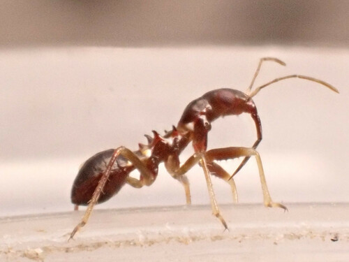 Ant Damselbug, photo 6 of 10