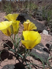 Calochortus aureus