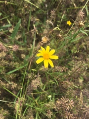 Tetraneuris linearifolia