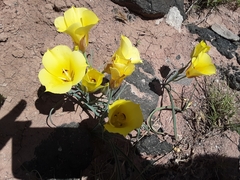 Calochortus aureus