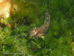 Code Goby photo 2