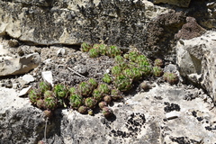 Sempervivum caucasicum