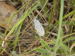 Plebejus samuelis