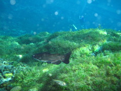 Ictalurus lupus