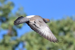 Yellow-Eyed Pigeon photo 3