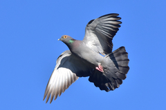 Yellow-Eyed Pigeon photo 4