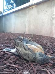 Turdus migratorius