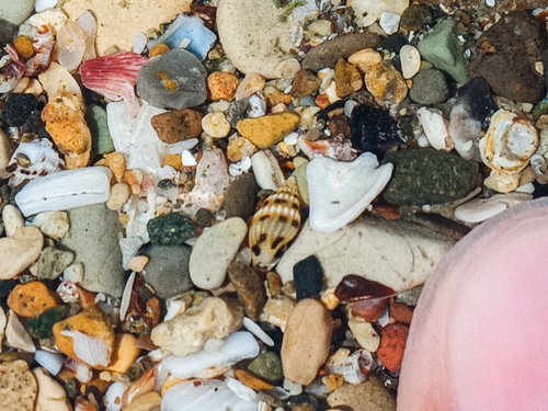 Anachis pygmaea, 2024-04-22