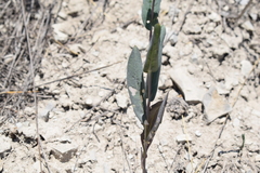 Conringia orientalis