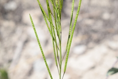 Conringia orientalis