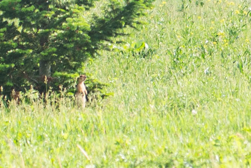 Russet Ground Squirrel, Мокшанский р-н, Пензенская обл., Россия, photo 10 of 10