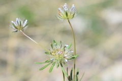 Asperula arvensis