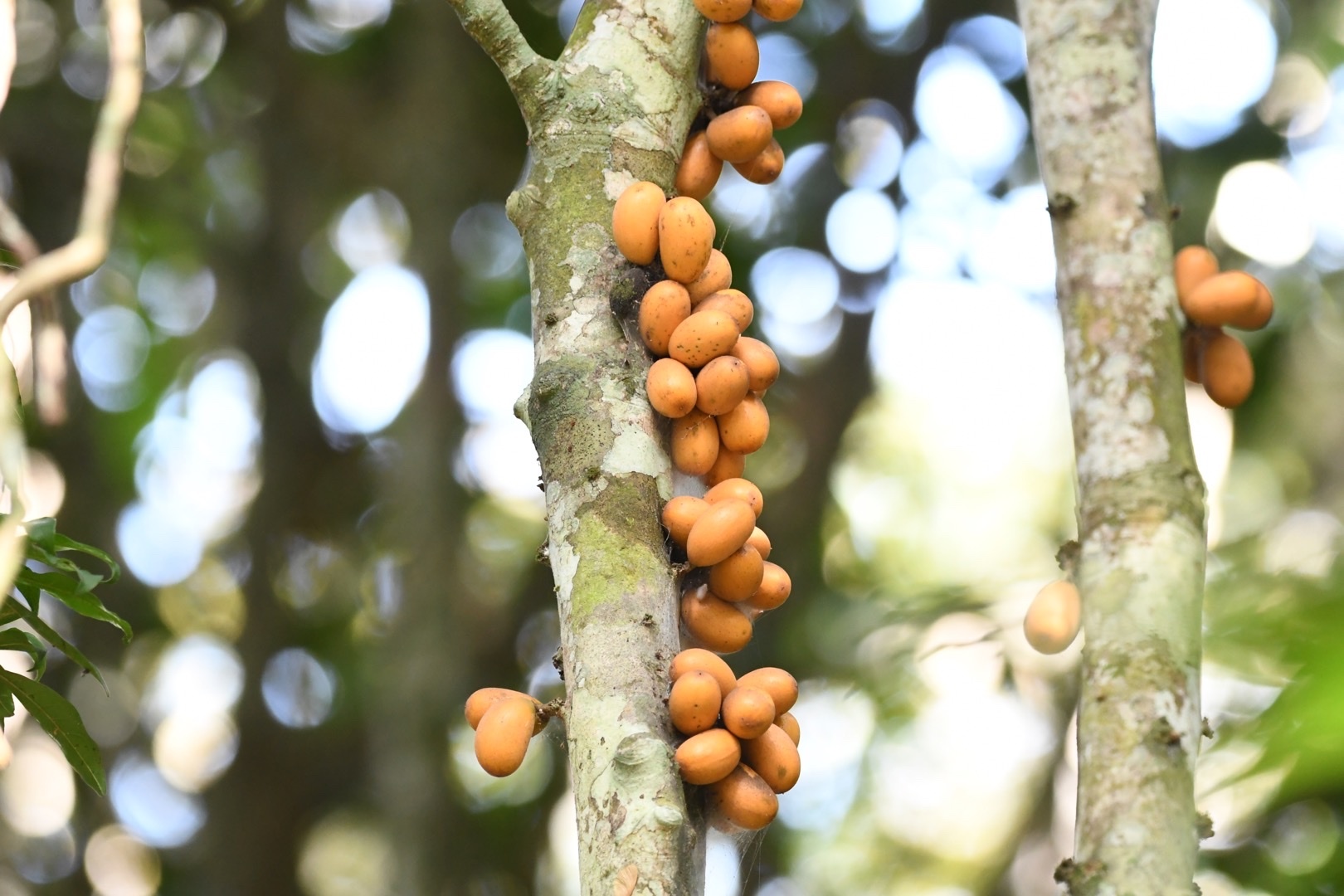 Pradosia lactescens