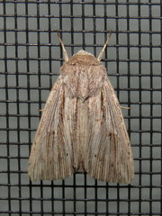 Leucania porphyrodes