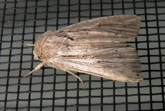 Leucania porphyrodes