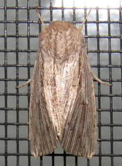 Leucania porphyrodes