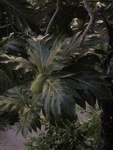 Artocarpus altilis observed 2024-06-07