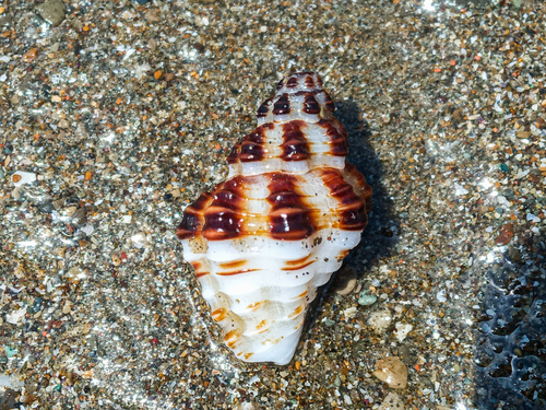 Cantharus lautus, 2024-04-22