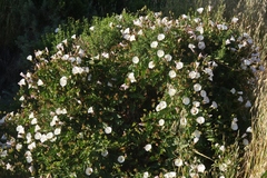 Calystegia macrostegia macrostegia