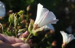 Calystegia macrostegia macrostegia