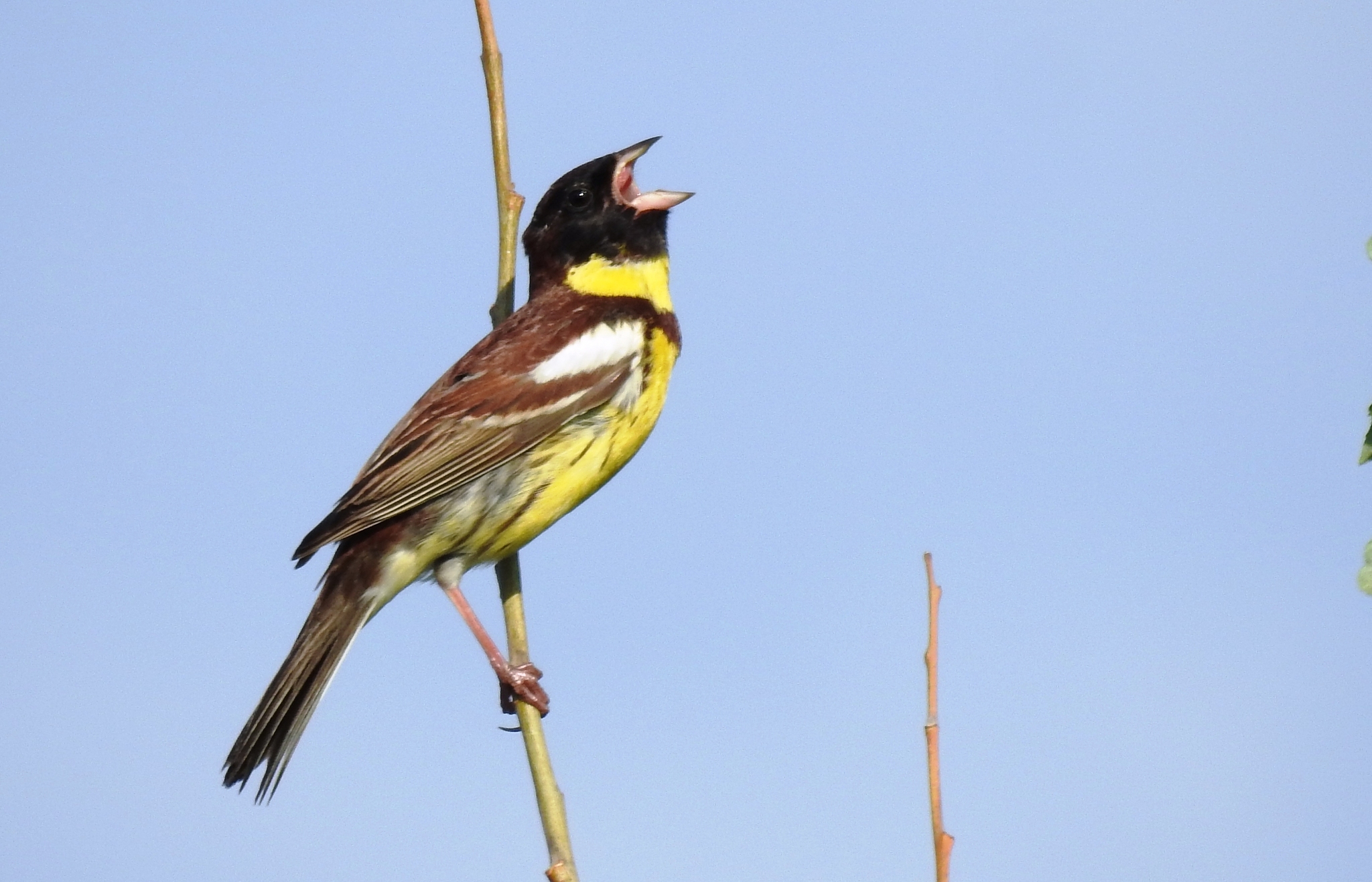 iNaturalist.org. Г. Исаков, Козловский р-н Чувашия, июнь 2024