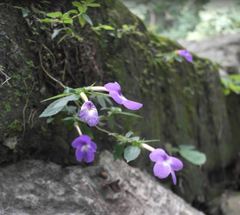 Achimenes longiflora