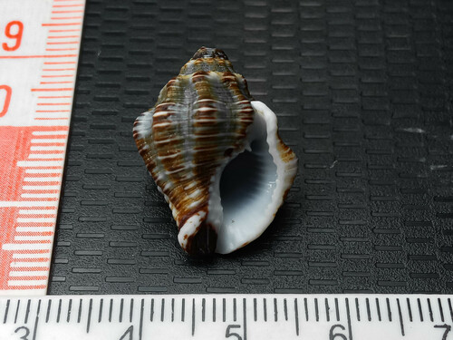 Cantharus ringens observed 2024-04-22