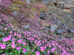 Impatiens attopeuensis