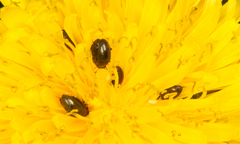 Brassicogethes aeneus