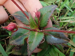 Impatiens attopeuensis