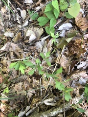 Crataegus marshallii
